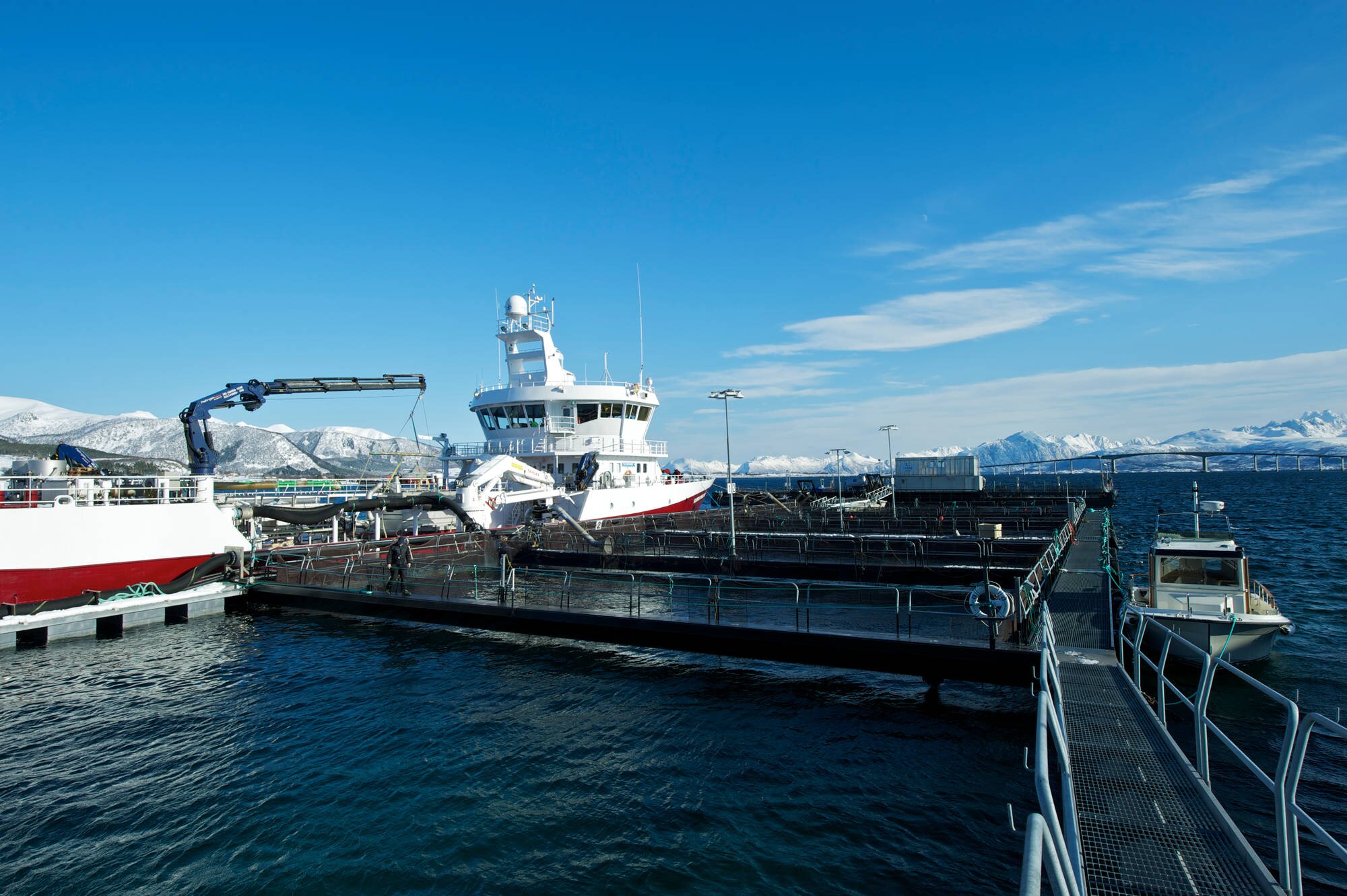 La côte norvégienne est connue pour ses fjords profonds et un courant puissant qui permet un brassage important de l'eau.