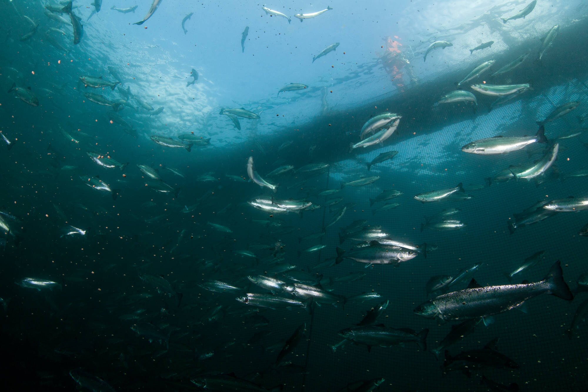 Des saumons qui nagent dans leur bassin. Saviez-vous que dans un bassin il y a 97,5% d'eau pour 2,5% de poissons ?
