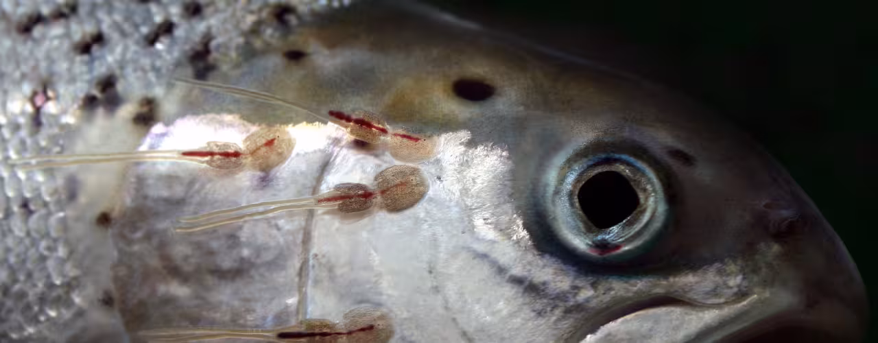 Quatre poux du saumon se sont fixés sur un saumon. La photo est prise à l'occasion d'un comptage hebdomadaire obligatiore des poux. Quatre poux du saumon se sont fixés sur un saumon. La photo est prise à l'occasion d'un comptage hebdomadaire obligatiore des poux.