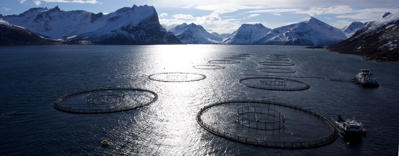Des bassins aquacoles dans un fjord en Norvège, avec des montagnes enneigées au fond.