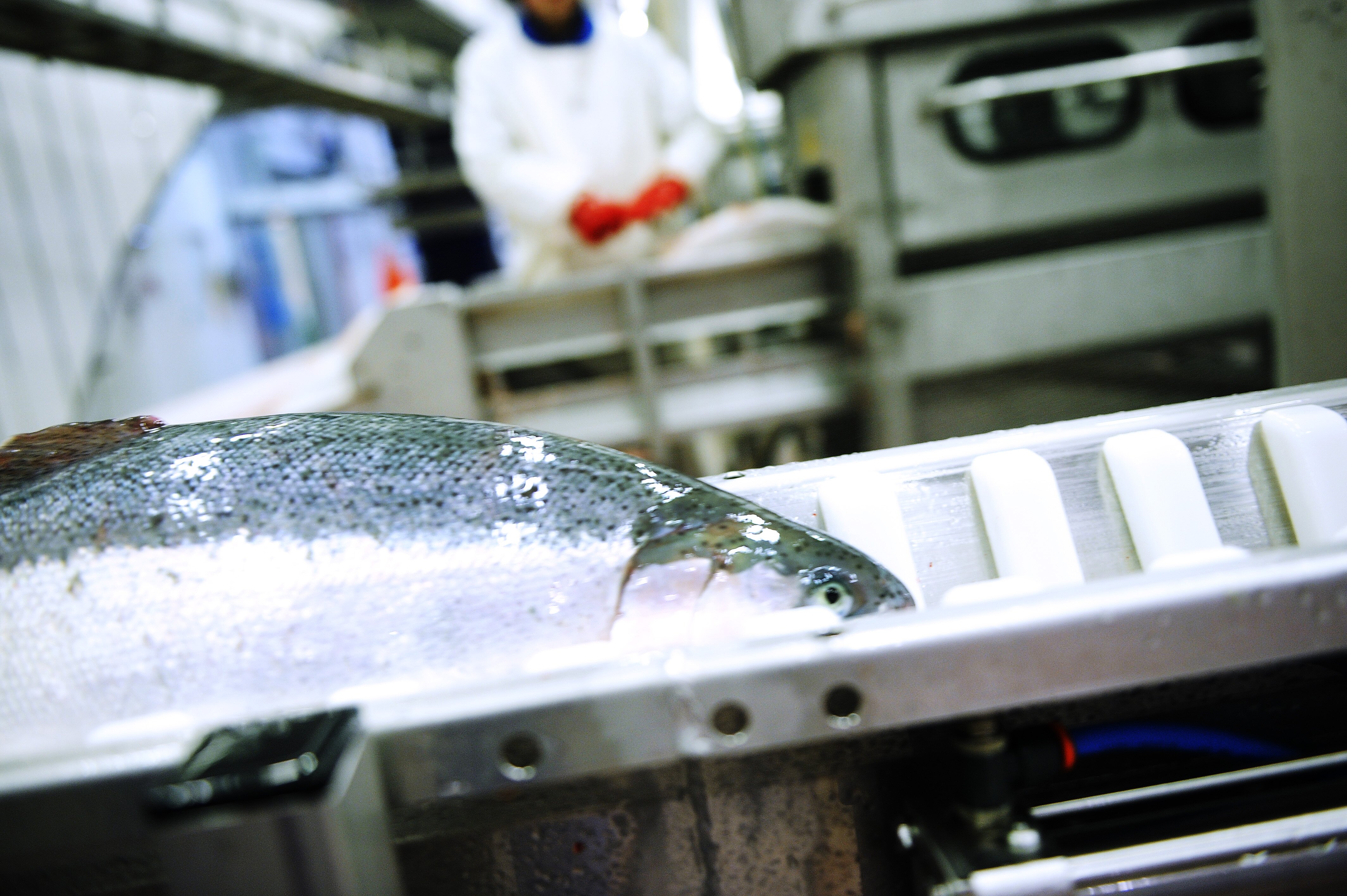Un saumon dans l'usine de transformation, après avoir été abattu.
