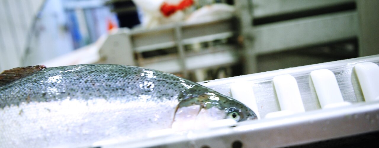 Un saumon dans l'usine de transformation, après avoir été abattu. Un saumon dans l'usine de transformation, après avoir été abattu.